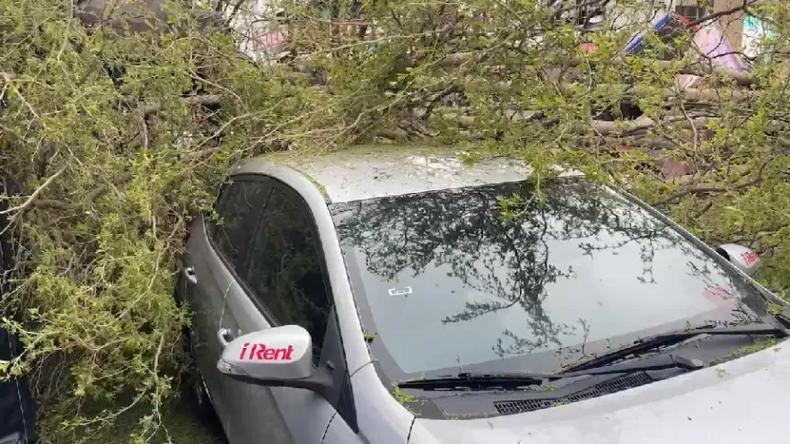 影/超恐怖！嘉義路樹突倒塌2車遭壓　路過阿伯「神閃避」死裡逃生