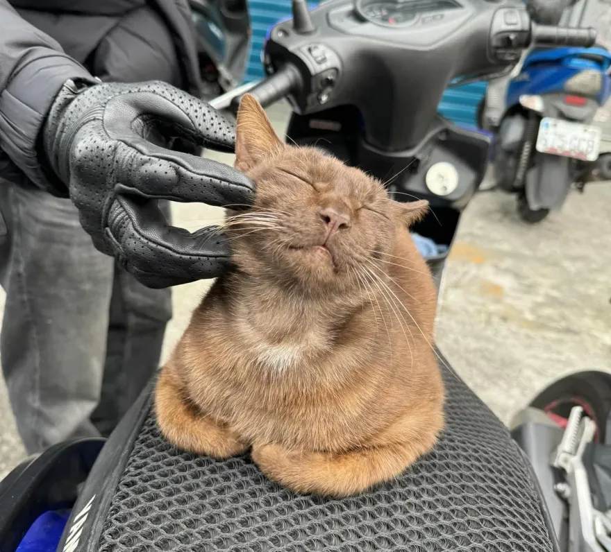 巧克力口味的貓咪！騎士擼貓「主子一臉享受」　網笑：太蘇胡了啦