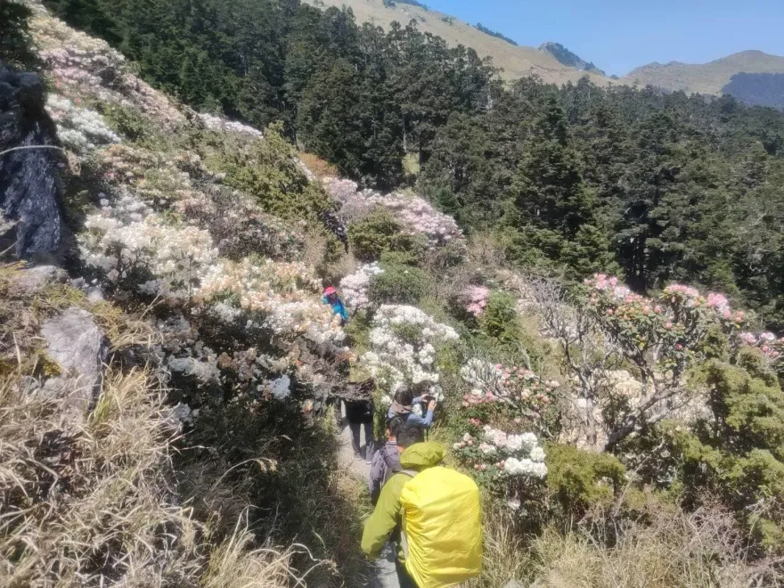 合歡山主峰步道4/22起全線封閉修繕　太管處公布3條替代路線賞高山杜鵑