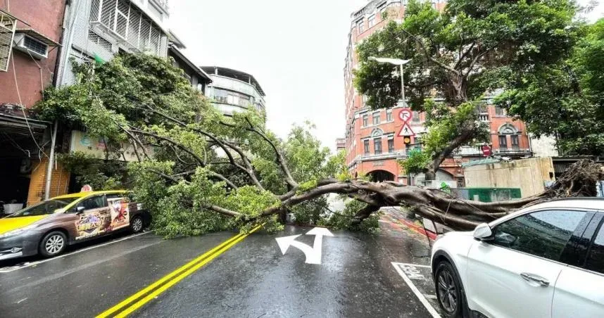 北市大同區路樹倒塌...橫躺路中間　民宅鐵窗慘遭撞凹