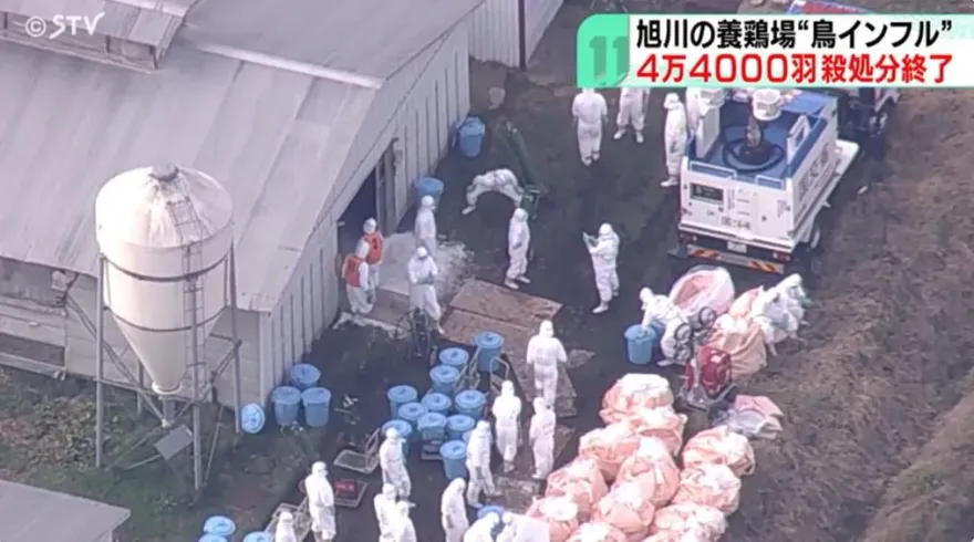 北海道動物園嚇關「可愛家禽區」！入冬禽流感拉警報　旭川養雞場撲殺4.4萬隻