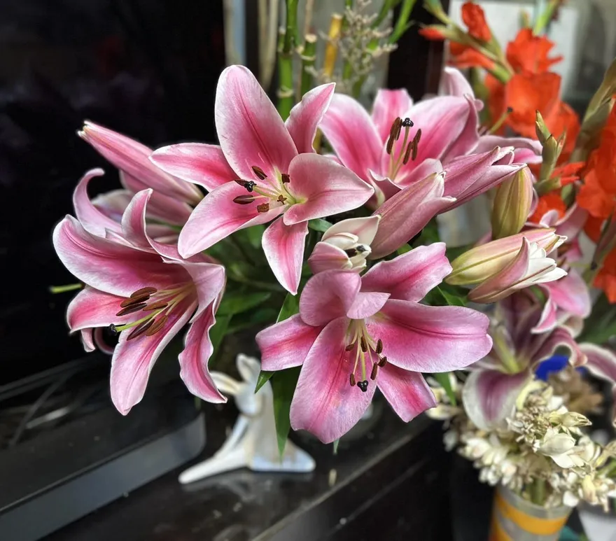 百合花成貓咪殺手　新北動保處：全株劇毒恐致腎衰竭