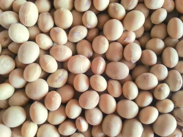 「習川會」前下單了！路透：陸國企中糧集團恢復購買美國大豆