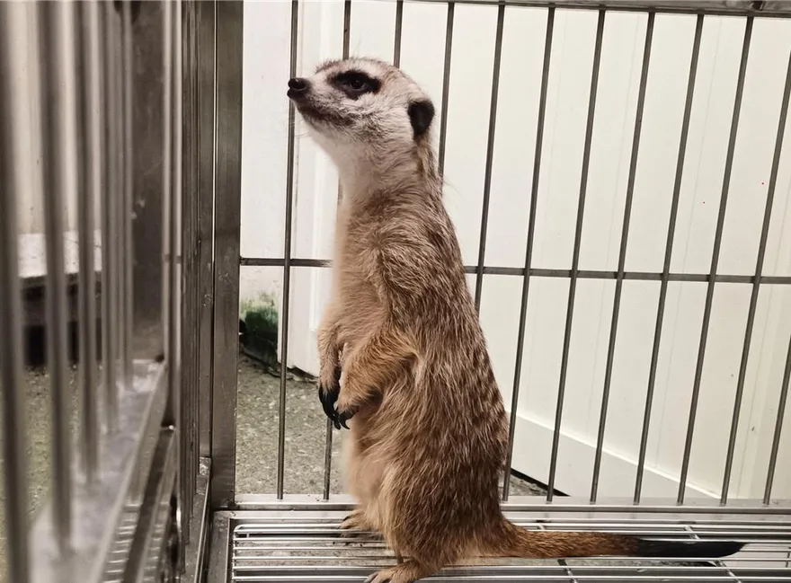 農業部開放狐獴飼養！業者需申請執照、飼主強制登記