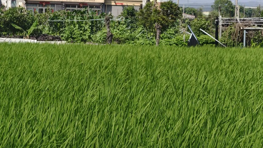 2/7起連3天大陸冷氣團來襲！　嘉義縣急籲農漁業防寒準備