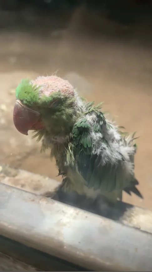 影/小鸚鵡被霸凌慘變「地中海」？北京動物園曝真相