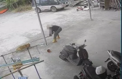 不滿狗踩西瓜園！男持棍亂棒狂揮小黃狗　心狠手辣畫面曝