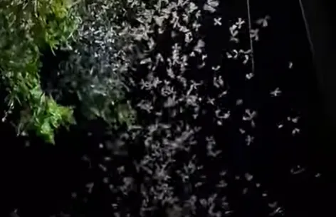 雨後「大水蟻大軍」漫天飛舞　昆蟲專家：掉翅準備繁衍後代