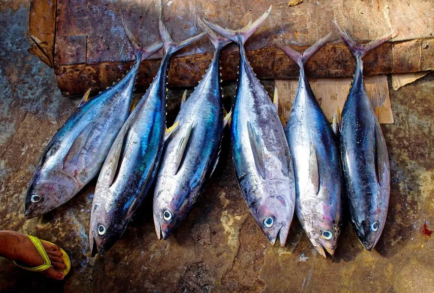 常吃「鮪魚、鯊魚」小心！醫示警：重金屬恐增失智風險