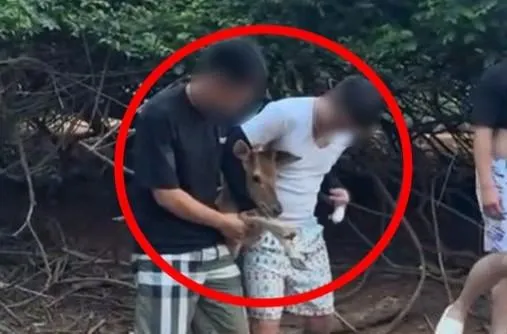 小鹿遭「+9猴」鎖喉拍照！　網友氣炸：違法了吧
