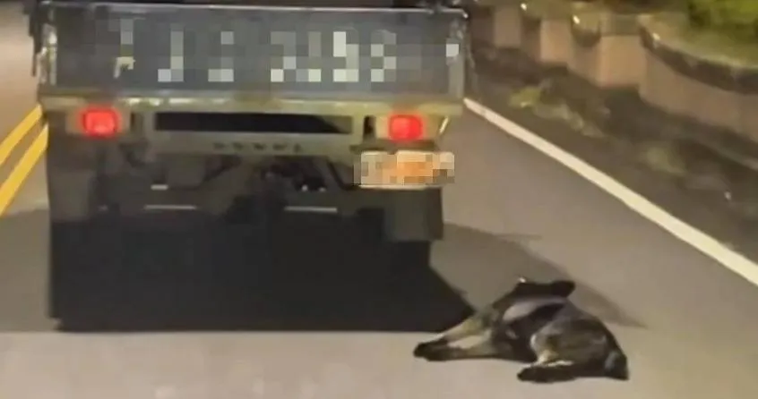頭城小黑狗遭拖行奄奄一息　貨車駕駛惡劣行徑全都錄