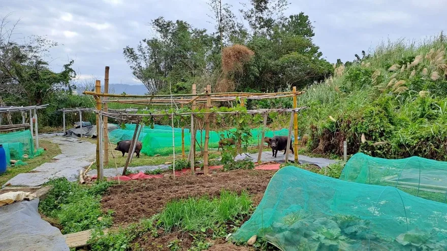 林口農作物被啃光！兇手竟是遭棄養麝香豬　「犯案動機」曝