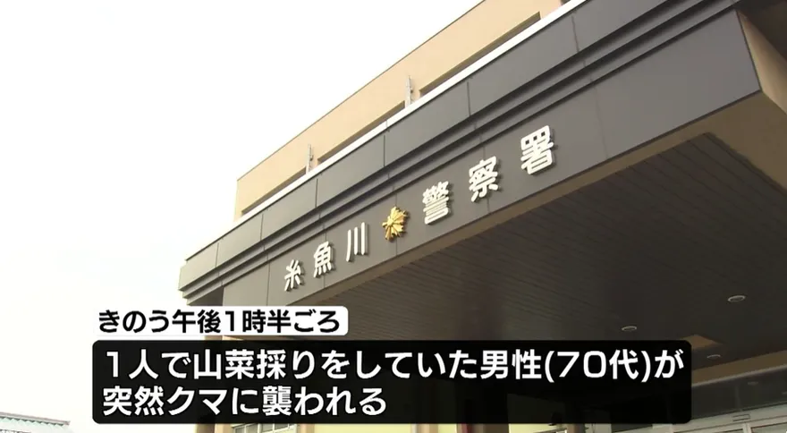 影/日本再傳熊襲人！新潟7旬翁採野菜遭咬　頭、手受傷送醫
