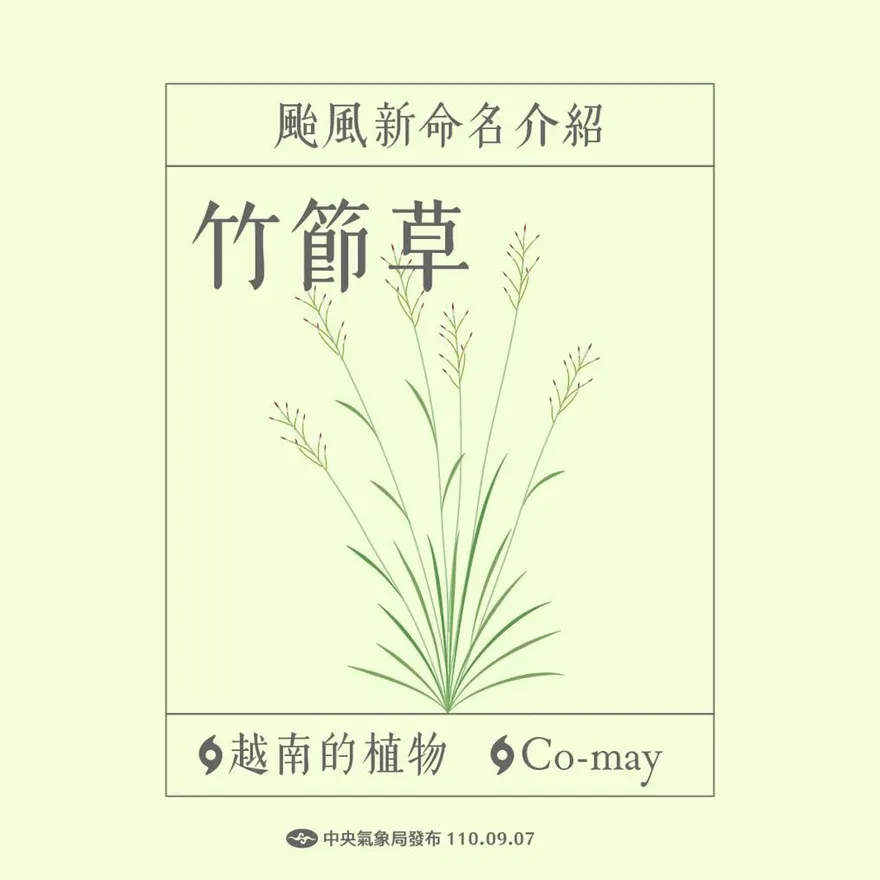 氣象署揭「竹節草」來歷　前身「利奇馬」財損達114億美元