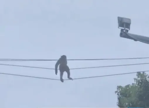 影/貴陽「功夫猴」高空走電線散步超穩　居民笑：早習慣了