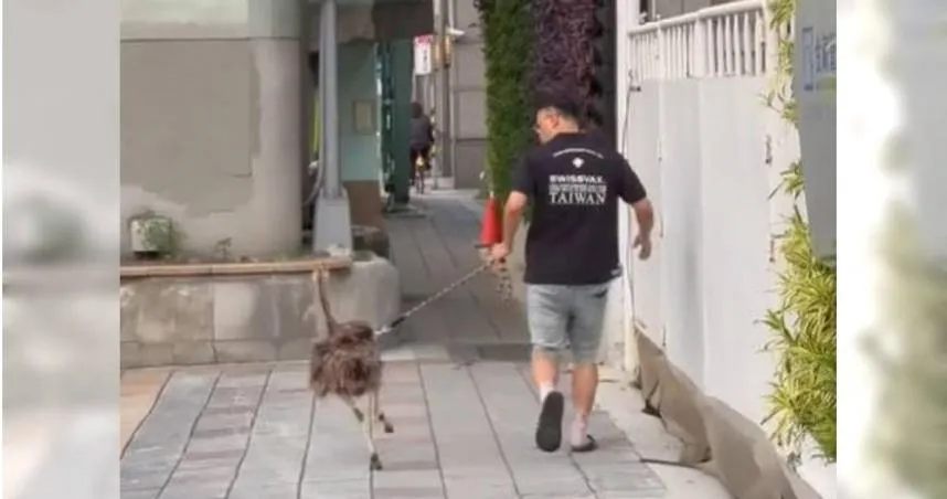 北市信義區驚見男子「遛鴕鳥」　網笑翻：想買一隻養