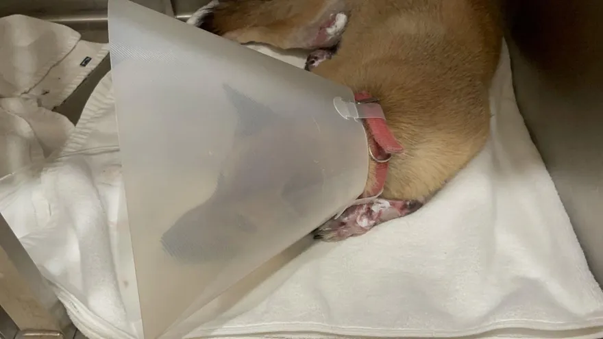 影/新北「車綁小黃狗拖行」　罰飼主終身禁養＋7.5萬罰鍰