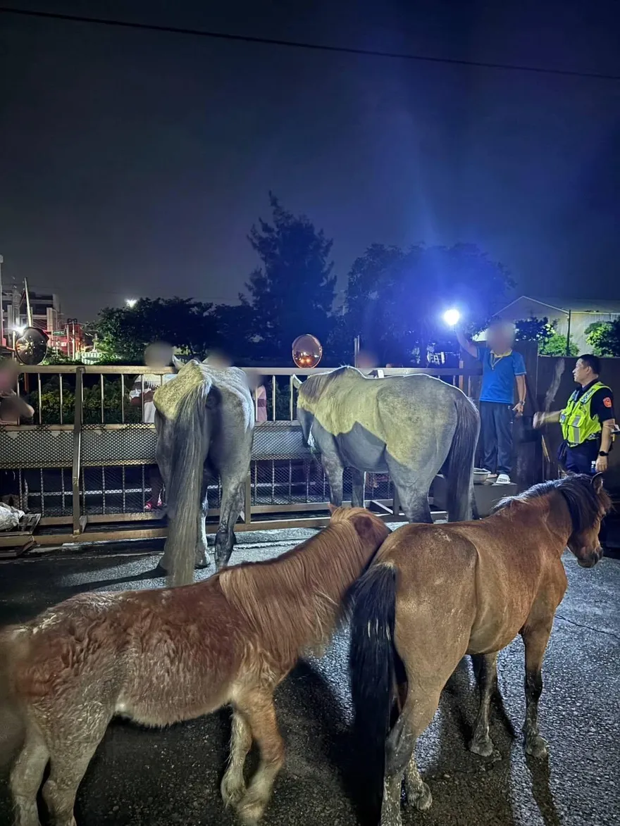 影/台中驚見「馬兒逛大街」悠閒吃草！　超卡哇伊畫面曝光