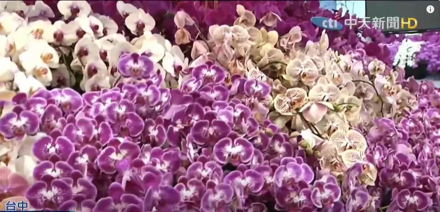 台灣蘭花外銷美遇20%關稅　業者嘆：利潤都被吃光了