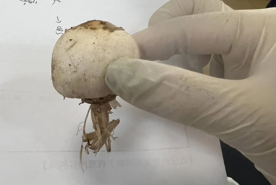 雨季野菇盛產！誤食毒蕈恐喪命　專家：勿輕信辨識App