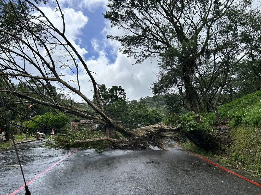 楊柳釀「9級強陣風」！北市文山區大樹倒塌阻雙向車道