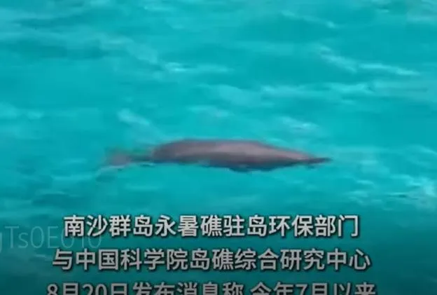 影/「美人魚」現身永暑礁？陸捕捉到儒艮蹤跡　罕見畫面曝光