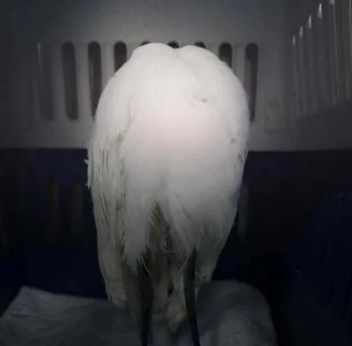 鬼月驚見「無頭鳥」？　原來是黃頭鷺翅膀骨折治療愛睏