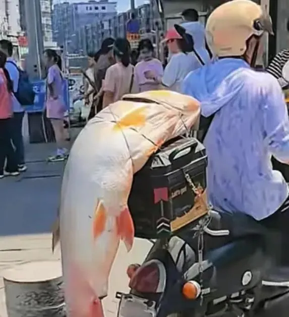 陸男釣到30公斤大魚綁車上「遊街炫耀」　警：沒違法但不鼓勵