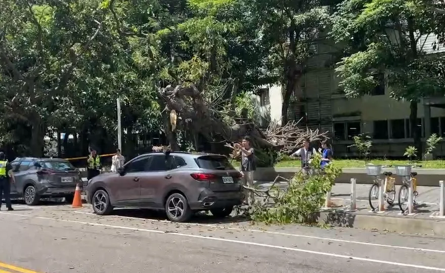 影/天降橫禍！台中迪卡儂8米枯樹突倒　休旅車被砸了