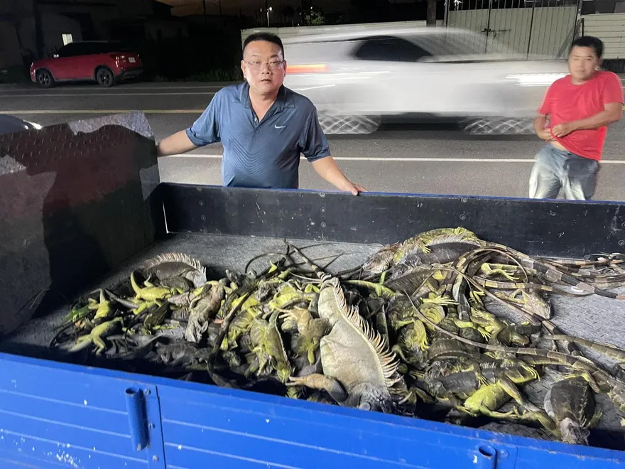 怕爆！屏東萬丹綠鬣蜥氾濫成災　「獵龍小組」一晚抓百隻