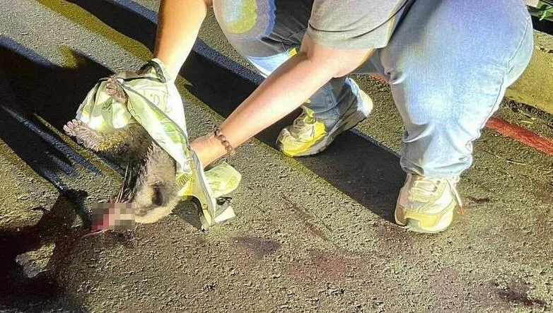 花蓮市長目擊白鼻心媽媽遭路殺　幼獸倖存送救傷中心