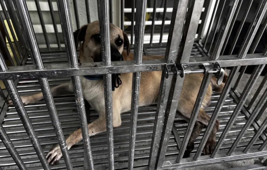 郵差送信遭家犬咬斷指　中華郵政：提供法律醫療協助