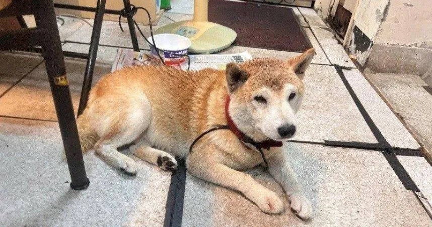 狗狗被雷陣雨嚇到逃竄走失　動保處示警飼主：恐開罰3千