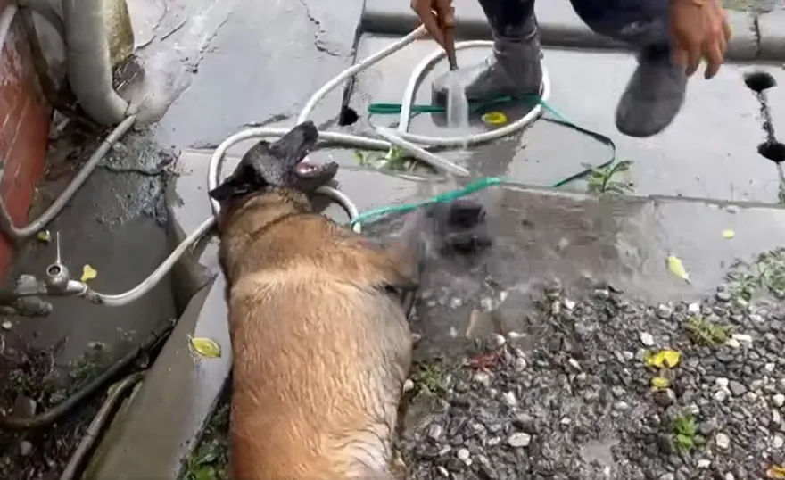 台南搜救犬Dota投入花蓮救災！清洗腳掌影片感動近70萬人
