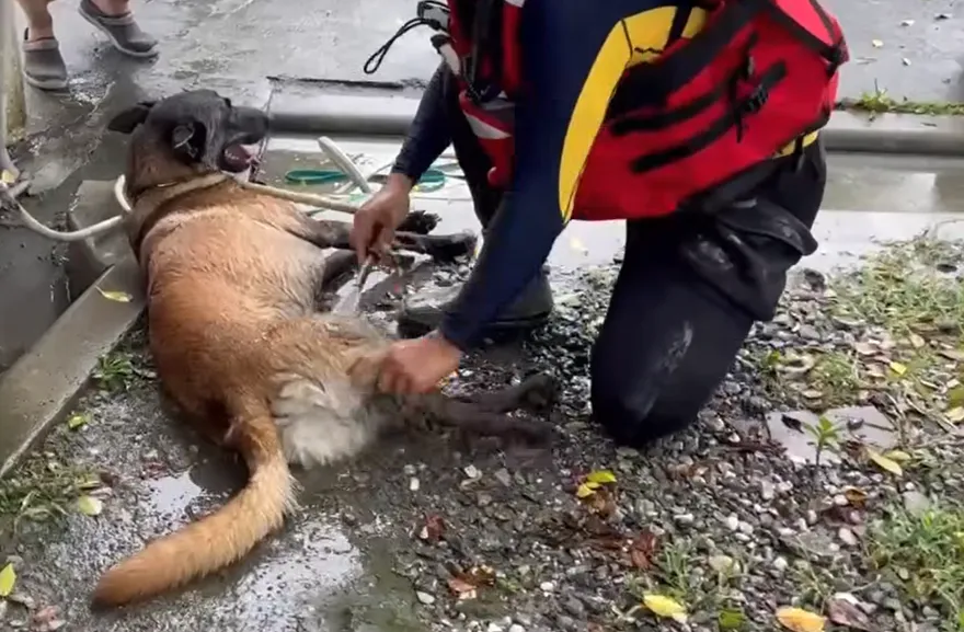 搜救犬進災區為何不穿裝備？台南消防解答：為了安全