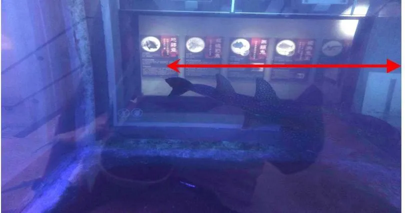 養死2鎮館之寶！基隆海科館「水管爆裂」釀悲劇　龍王鯛喪命