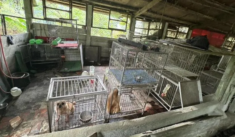桃園大溪舊豬舍淪非法狗場　37隻品種毛孩獲救