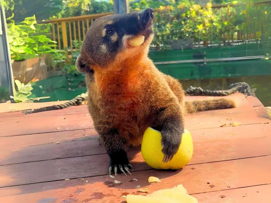 壽山動物園迎中秋　黑熊啃柚子、狐獴嗑月餅變吃貨直播主