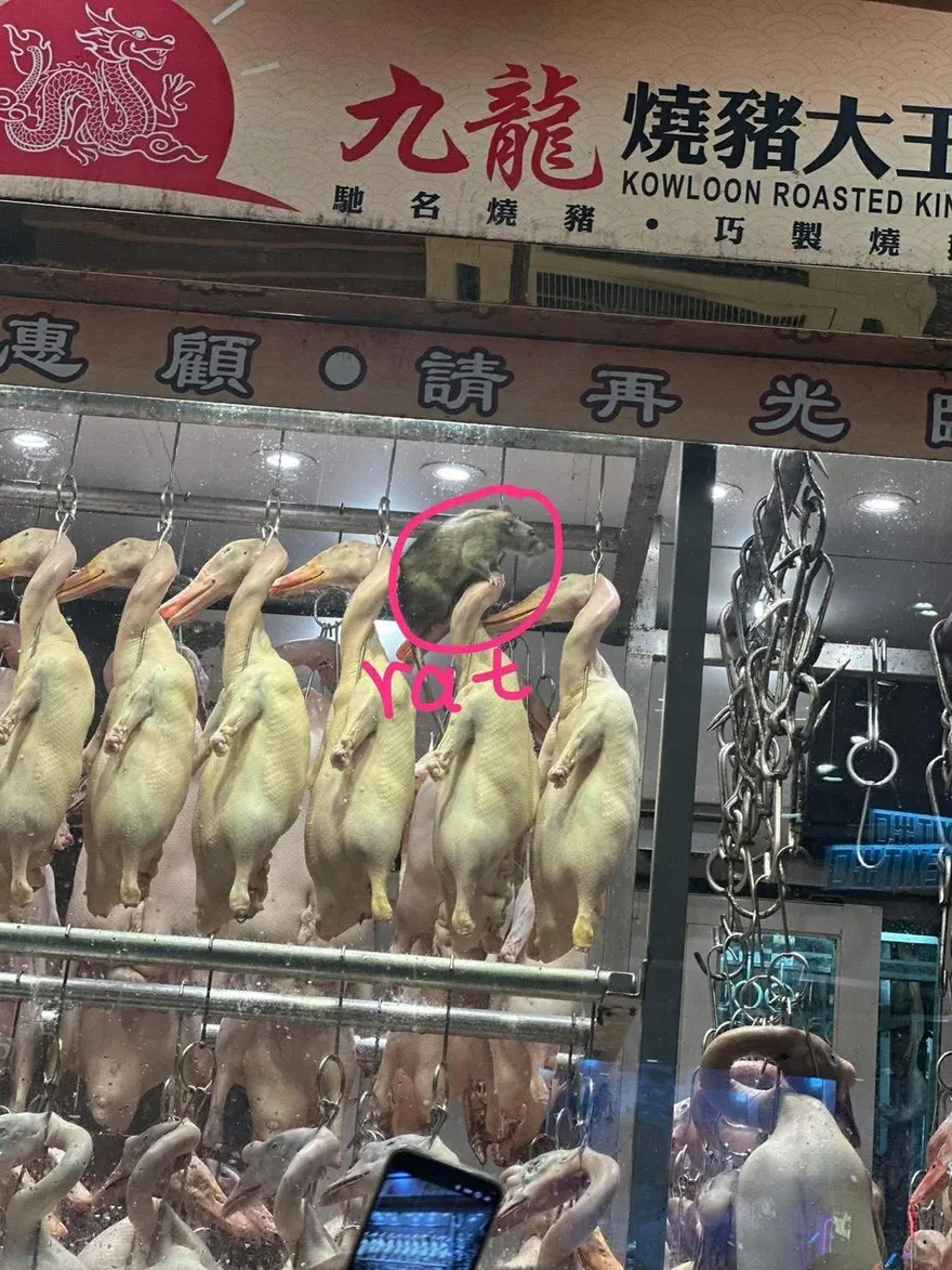 噁！香港燒臘店驚見巨型老鼠　網友：大隻到像一隻貓