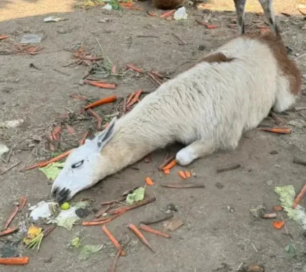 長假受災戶？江蘇動物園羊駝被遊客狂餵　「倒地翻白眼」慘況曝