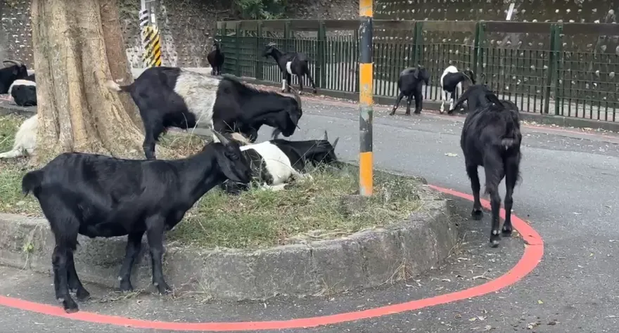 影/南投馬路變羊群自助餐廳！飼主二度違規放養　警出手了