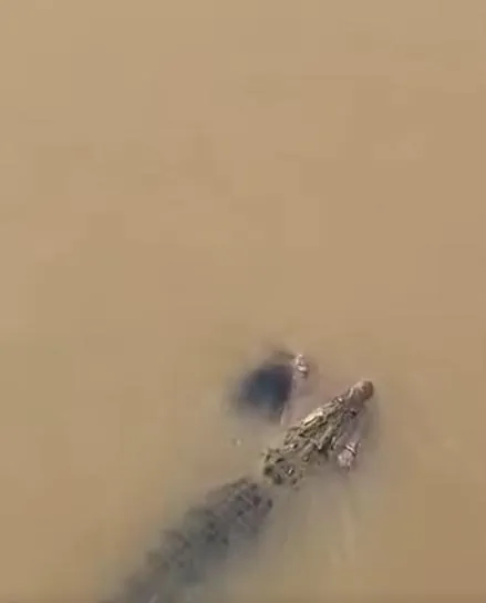 影/印度婦人河邊洗澡遭巨鱷突襲拖入水中　驚悚畫面曝光