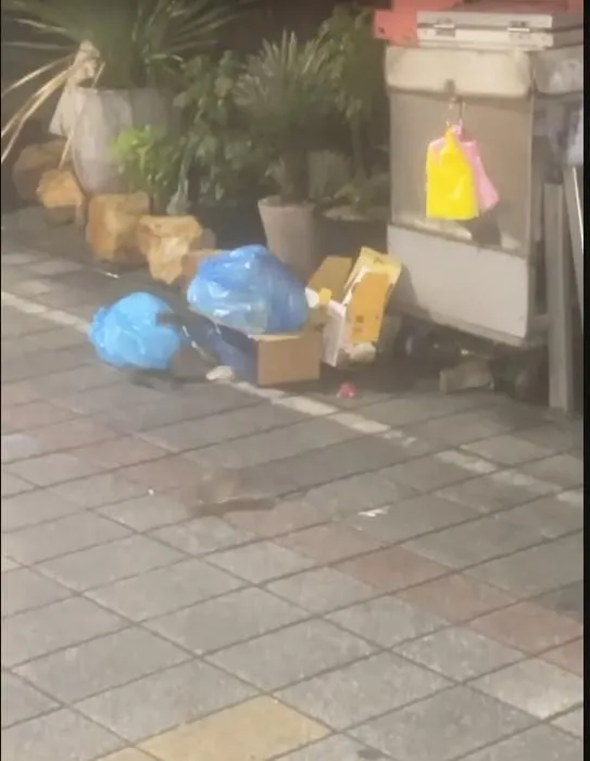 影/高雄鼠患問題嚴重！新堀江商圈老鼠陪逛街