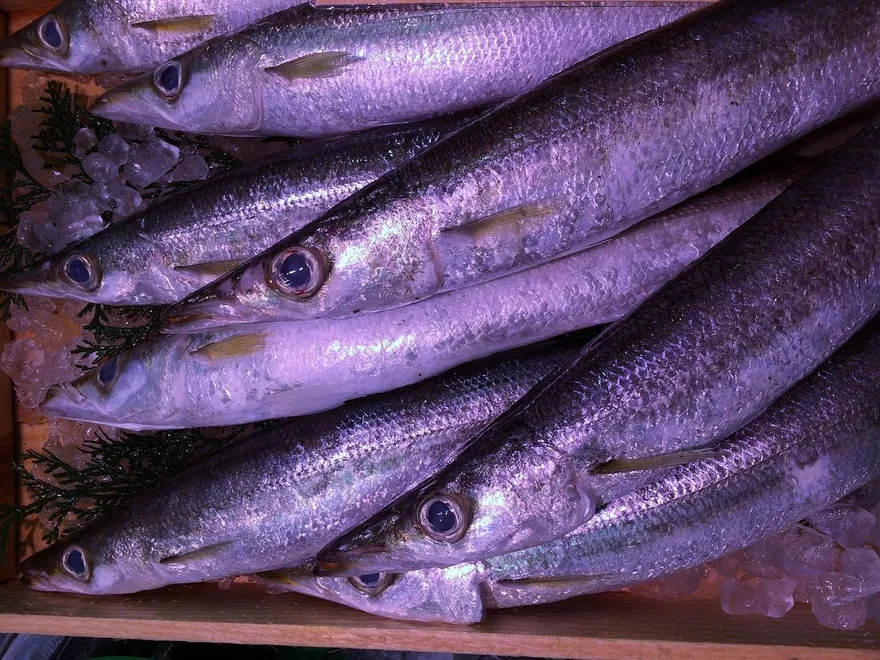 「秋刀魚配櫛瓜」營養加倍！護心血管、降血脂又增免疫