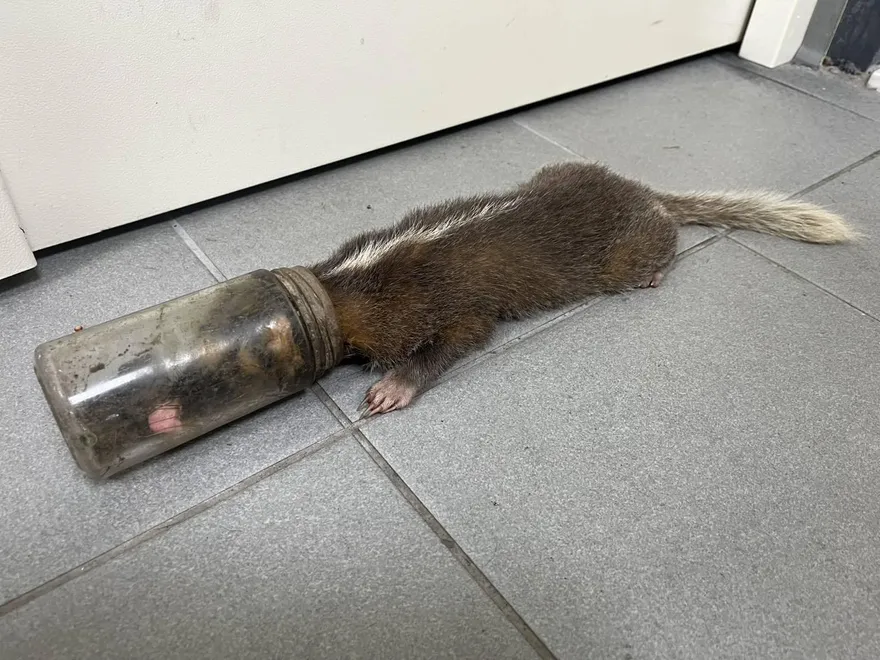 野生鼬獾捕食「頭卡玻璃瓶」險窒息　獸醫急救治野放