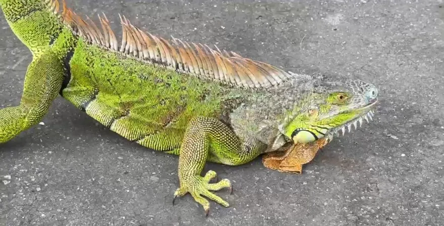 抓綠鬣蜥賺萬元！獵人怨「全發50元禮券」　農業局回應了