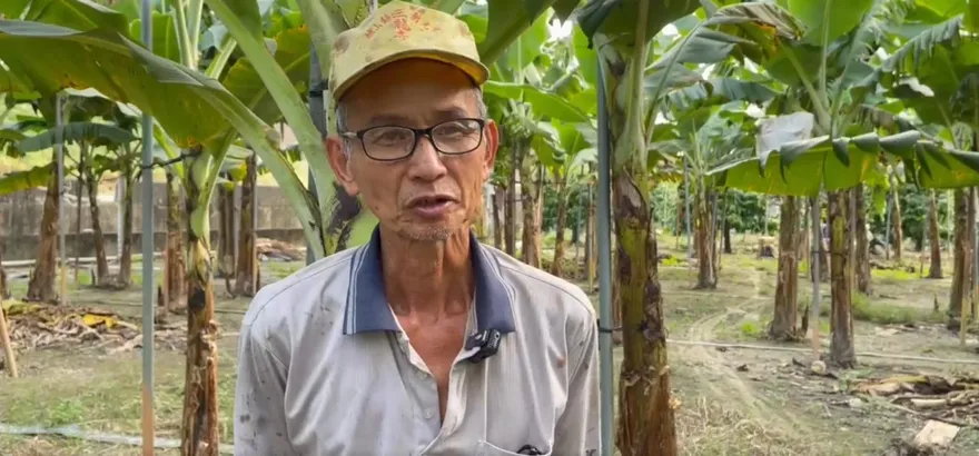 影/邱議瑩稱旗山香蕉產地價15元　蕉農打臉：現在1公斤才8元