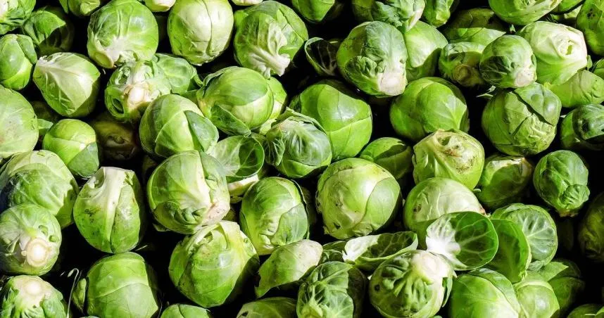 切高麗菜撇步多！ 農糧署揭專業切法秘訣