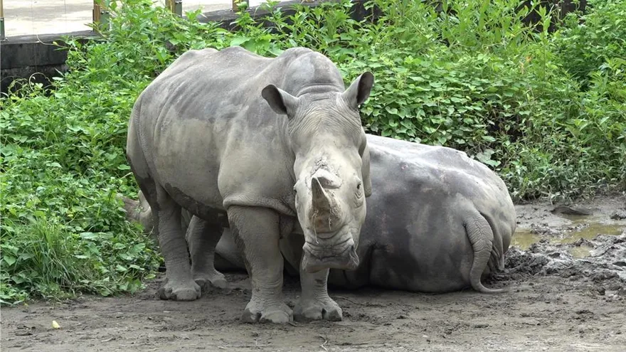 台北動物園白犀牛「犀慧」抽蓄亡！　園方：疑年老引發不適