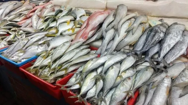 吃對「Omega-3油性魚」抗發炎！鮭魚、秋刀魚上榜